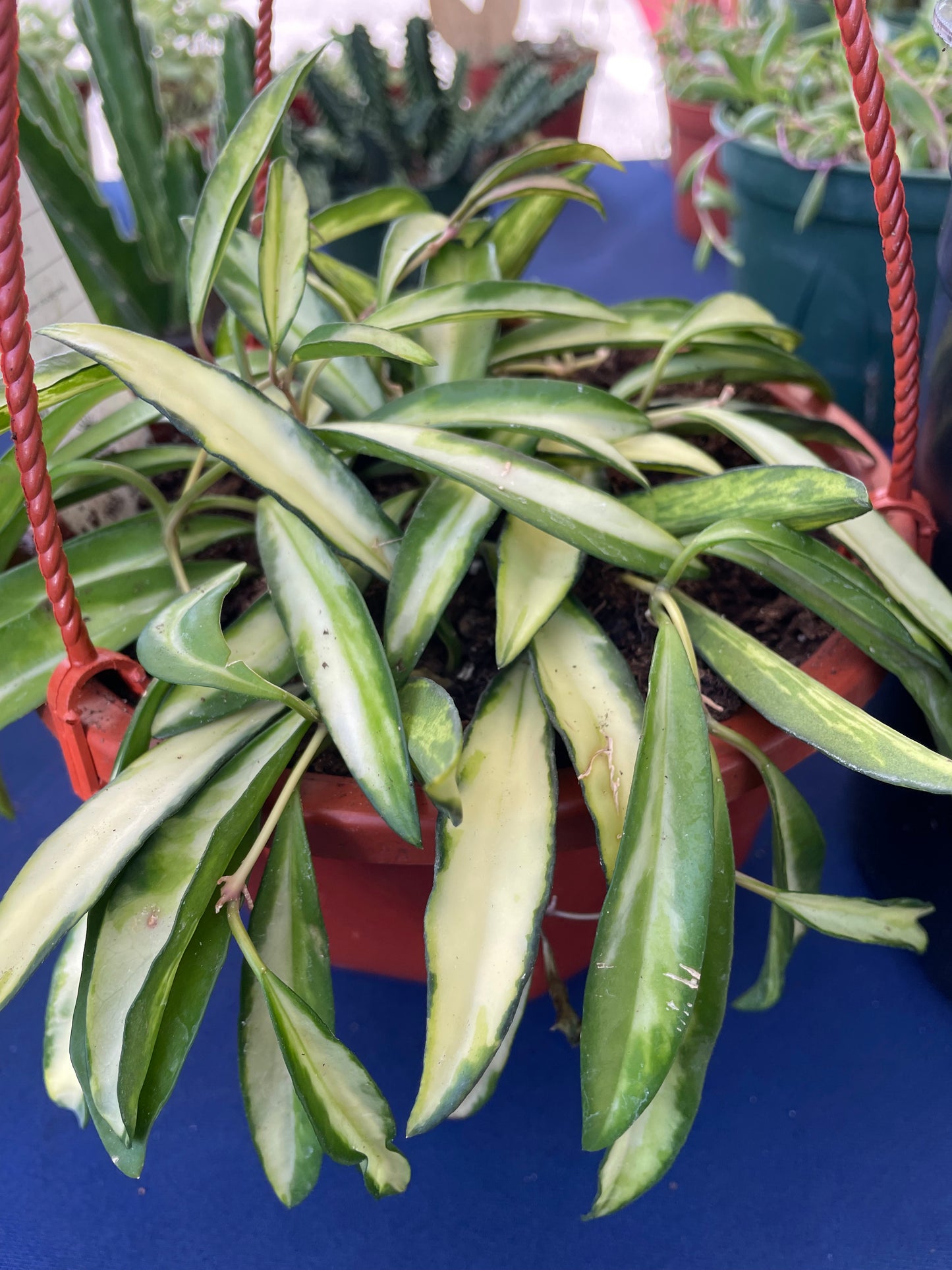 Hoya Wayetii variegated