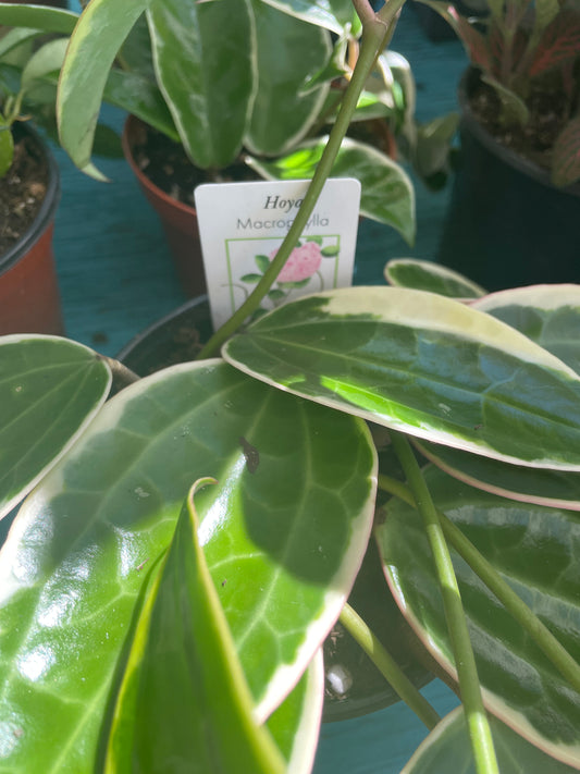 Hoya Macrophylla