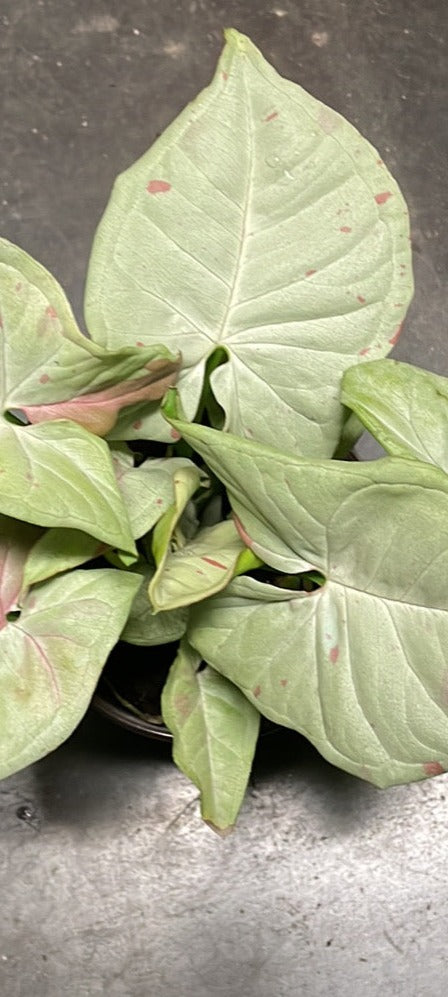 Syngonium Milk Confetti