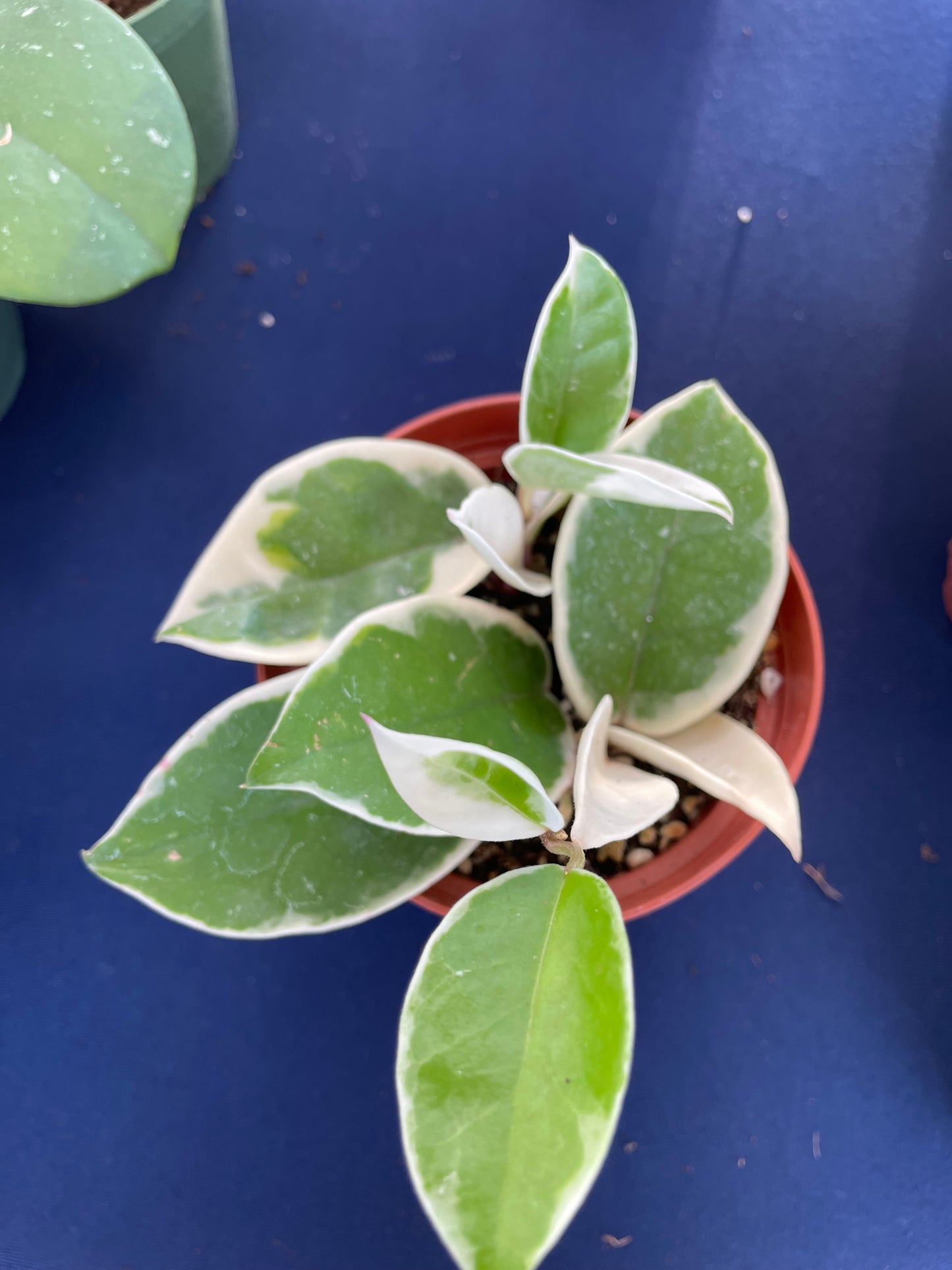 Hoya Krimson Queen