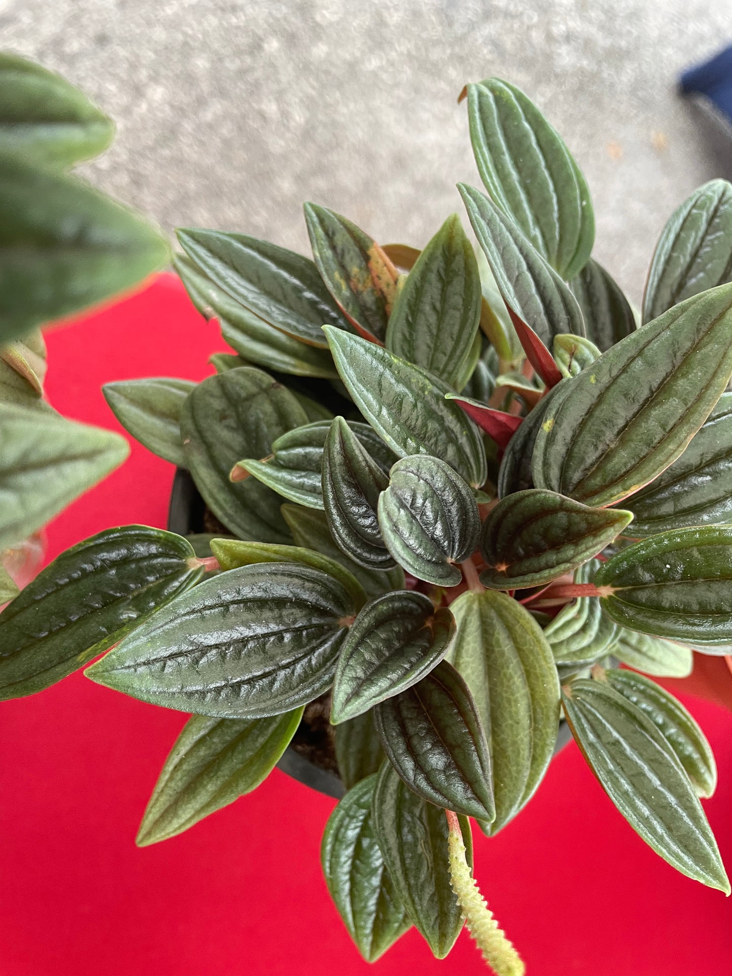 Peperomia 'Rosso'