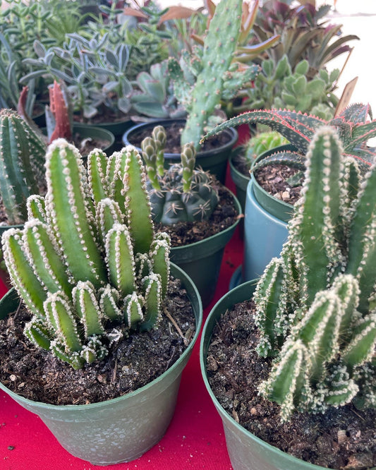 Fairy Castle Cactus